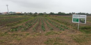 Cultivation of Bora on a section of Crop Farm 2